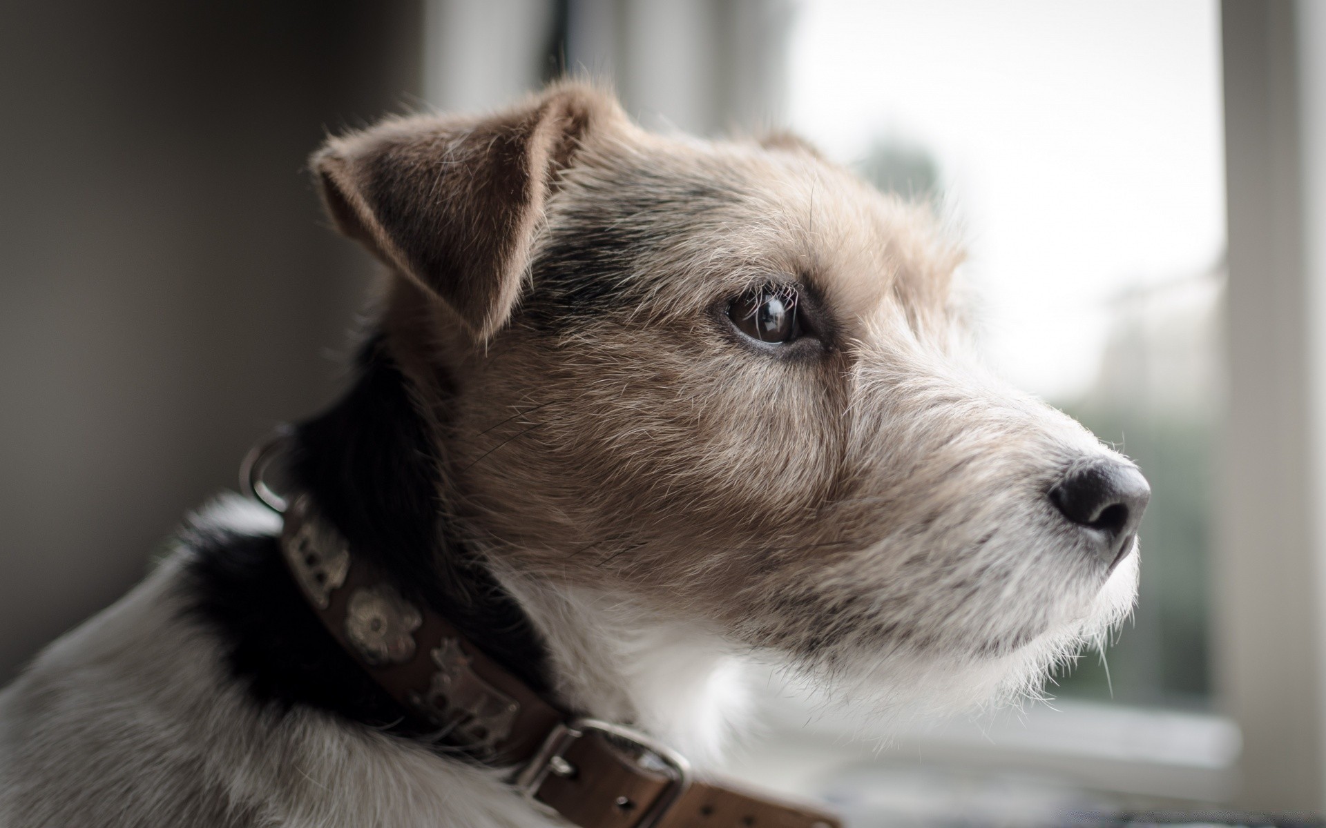 köpekler köpek evde beslenen hayvan portre memeli hayvan köpek eğitmeni sevimli köpek yavrusu küçük göz kürk tarama korkunç stüdyo yalnız otur yerli