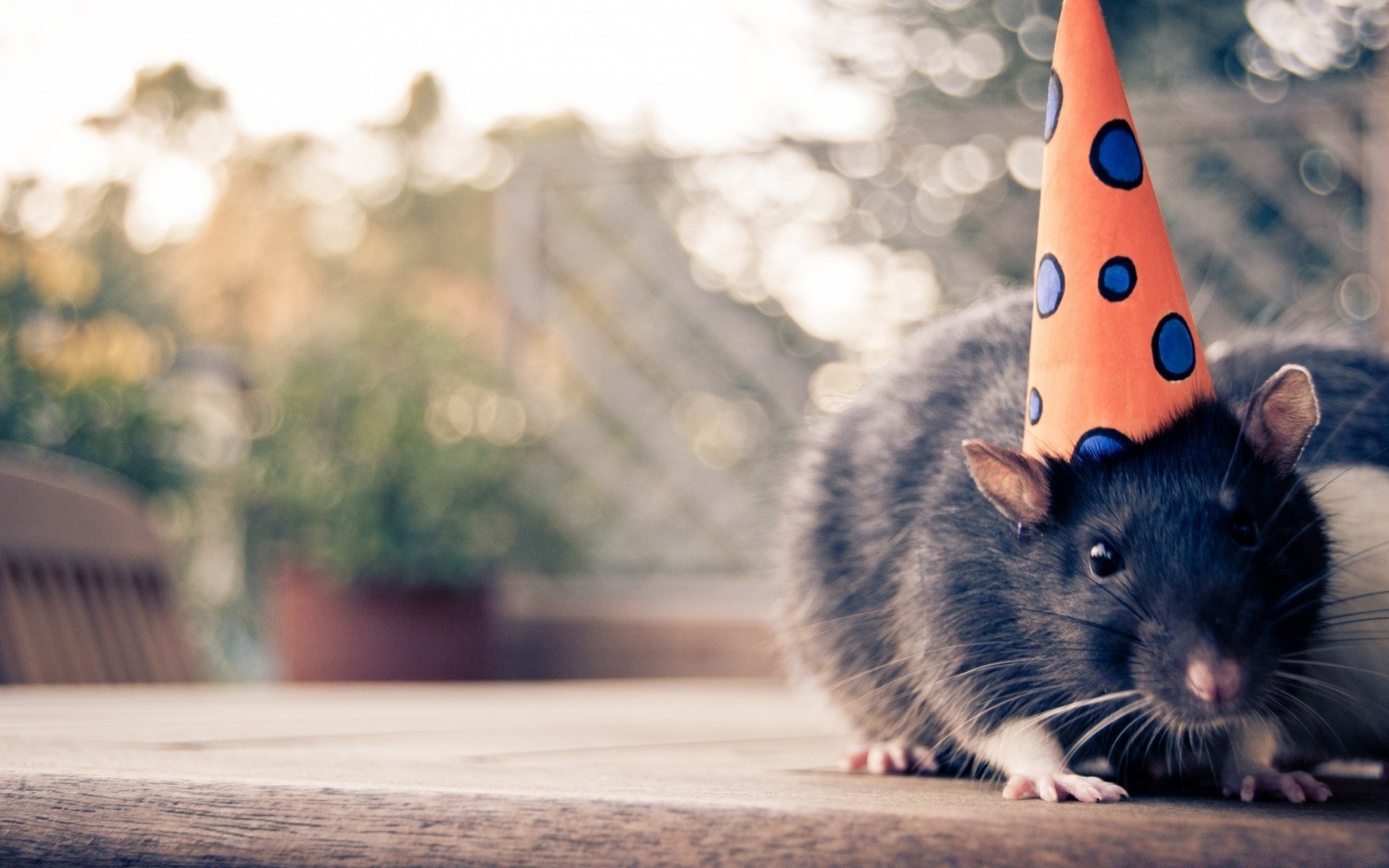 katze porträt niedlich tier maus haar wenig natur nagetier pest ein im freien säugetier fell holz inländische haustier ratte auge