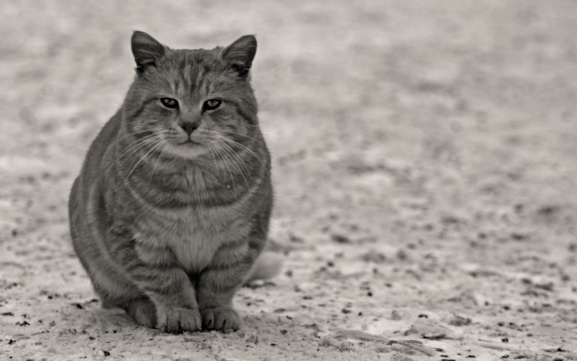 gatos gato animal mamífero fofa retrato olho animal de estimação natureza cinza