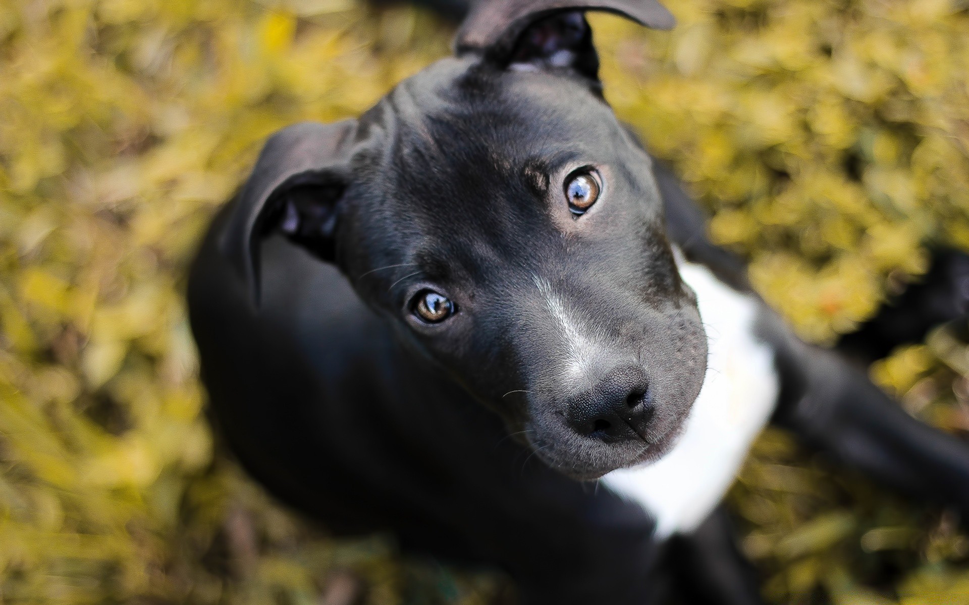 dogs dog portrait mammal pet cute one outdoors canine animal nature looking grass