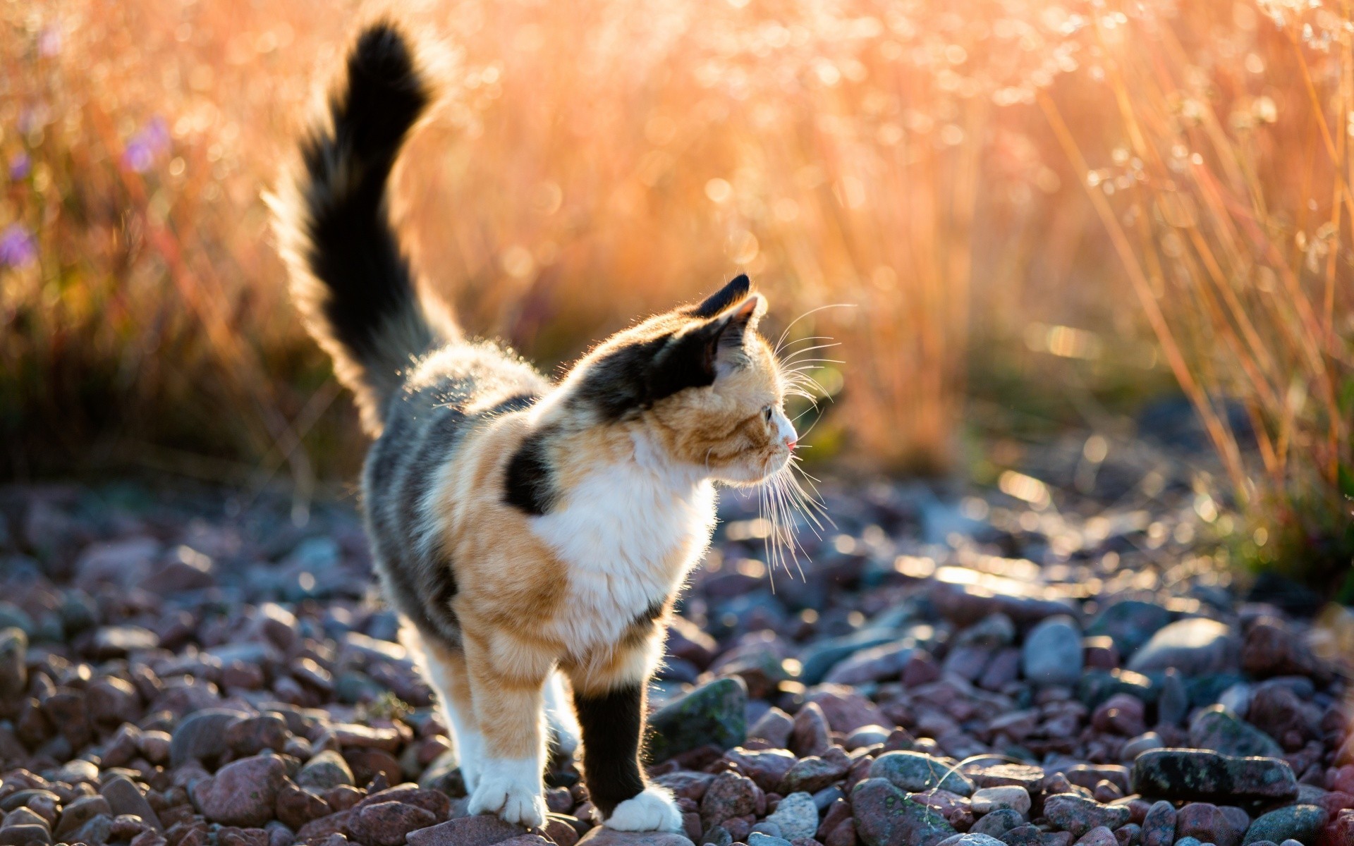 chats nature à l extérieur mignon mammifère animal automne fourrure faune chat portrait