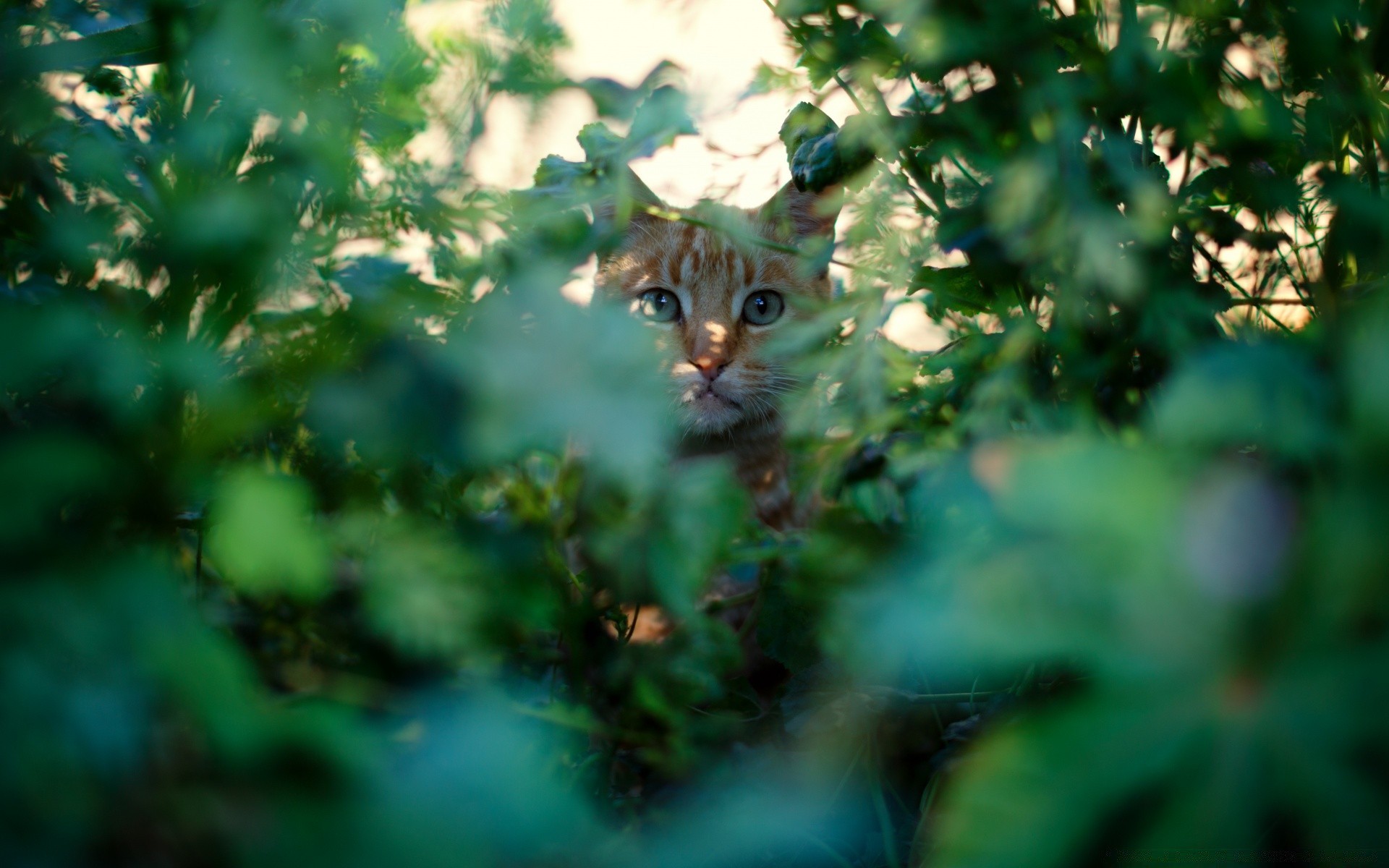 chats nature chat à l extérieur animal feuille jardin arbre peu flore la faune bureau couleur mignon bois portrait belle