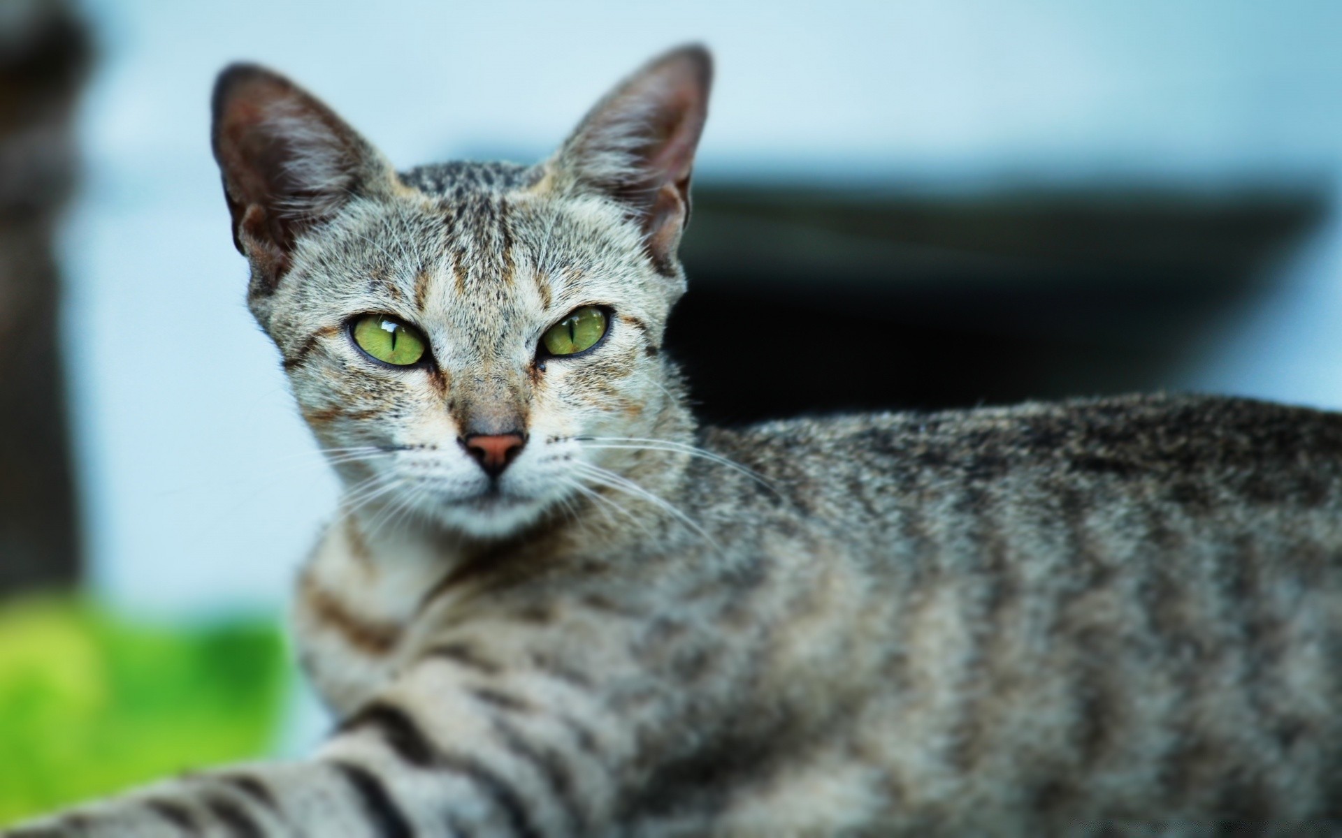 katze katze niedlich fell säugetier tier haustier porträt natur jung vorschau auge inländische streifen kätzchen wenig haar flaumig