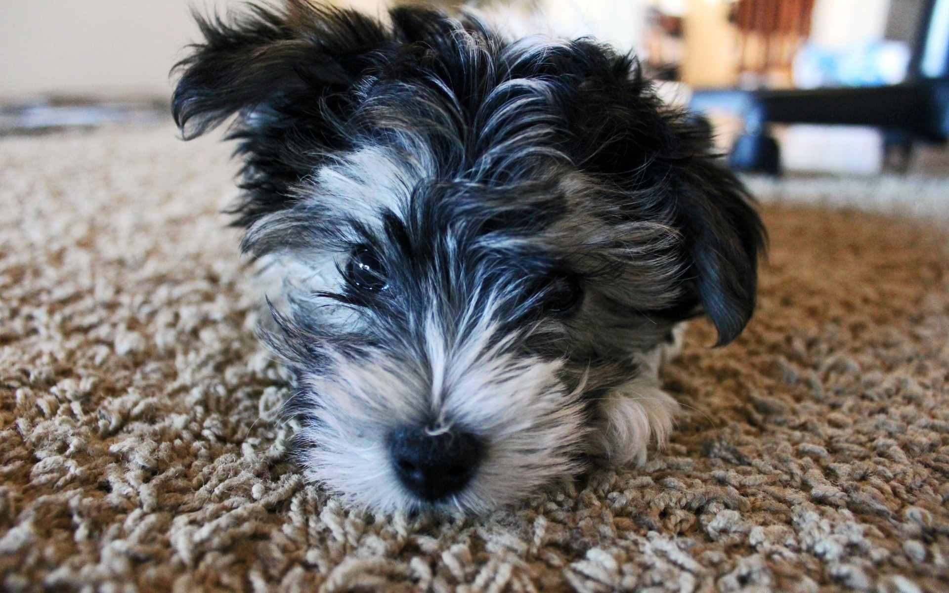 gatos perro mascota animal lindo mamífero pequeño retrato cachorro perro naturaleza adorable sentarse ver terrier al aire libre doméstico piel joven pelo