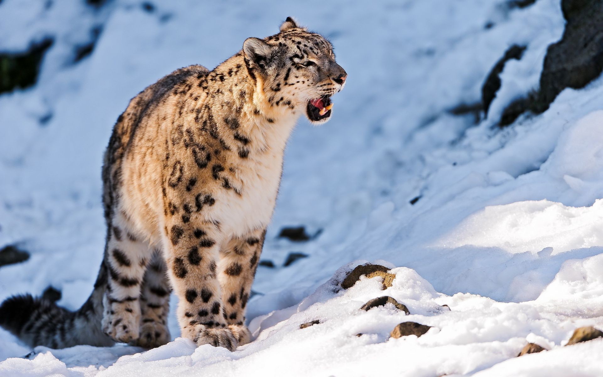 tiere schnee winter kälte eis natur tierwelt frostig im freien säugetier wild frost tageslicht gefroren