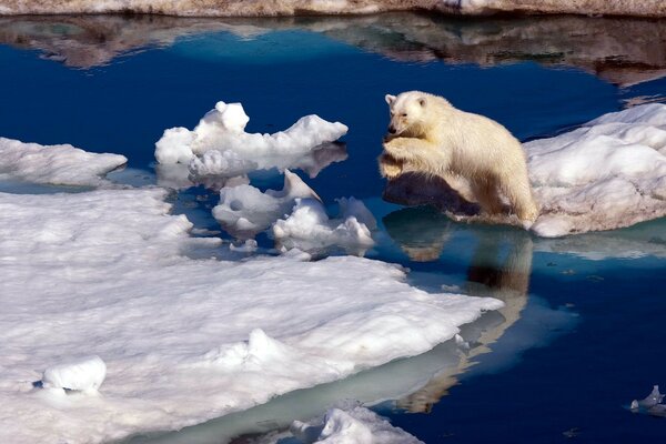 Ours blanc. Hiver. Mer