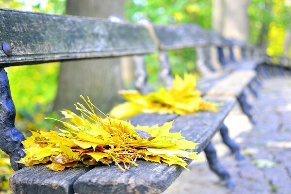 Autumn morning in the park