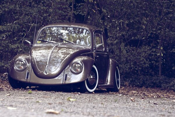 Car on the background of the forest