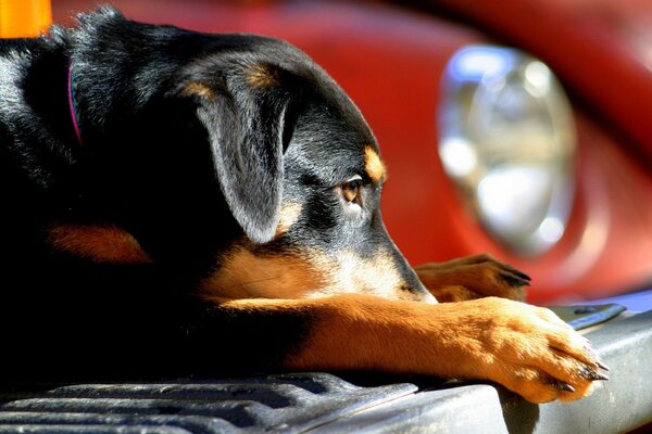 Duży portret psa rasy rottweiler