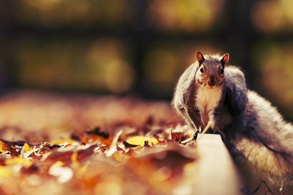 Süßes Eichhörnchen im Herbstwald