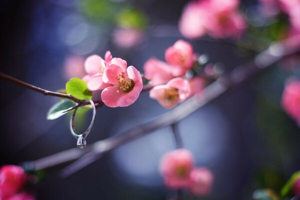 Picture of flowering trees in the garden