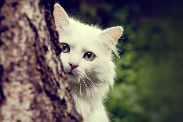 Mascotas lindas. El curioso gato