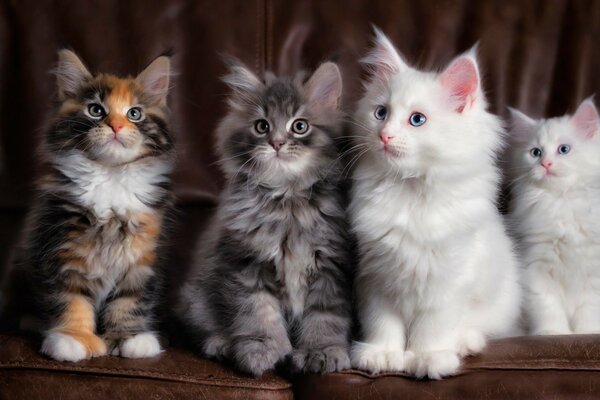 Mignons petits chatons moelleux