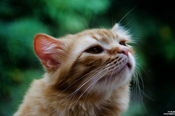 Peloso gatto dai Capelli rossi con le antenne