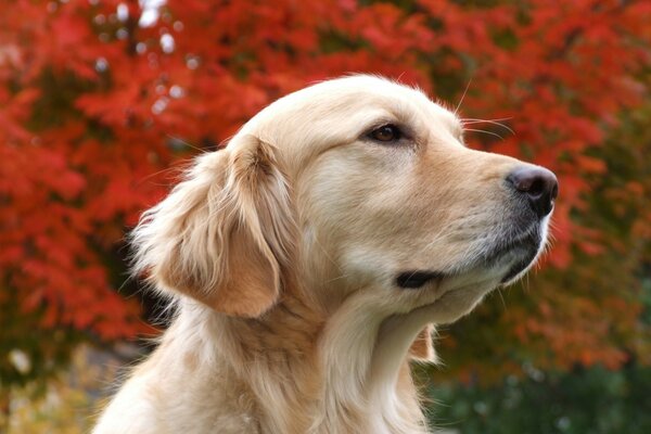 Mignon chien exécute des commandes