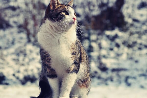 Um grande gato adulto olha para o lado