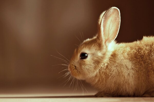 Portrait de lapin blanc sur fond