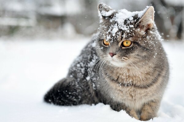 Graue flauschige Katze mit orangefarbenen Augen freut sich über den ersten Schnee