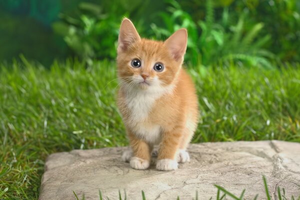 Mavi gözlü küçük kızıl saçlı yavru kedi