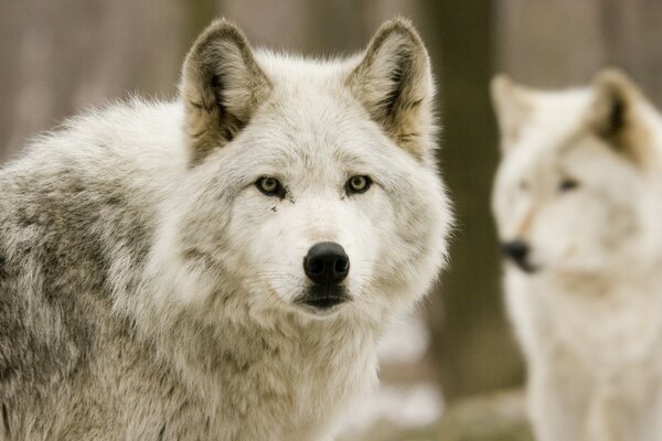 Lobos en la naturaleza