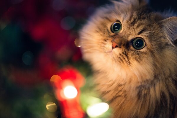 圣诞节的一只漂亮的猫