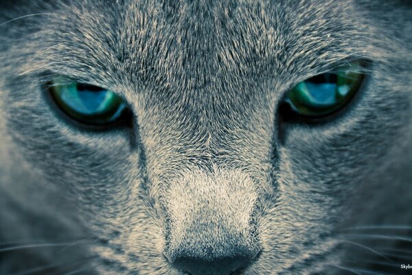 Cara de gato gris con ojos azules