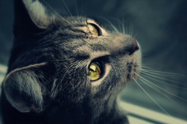 Grey cat with expressive green eyes