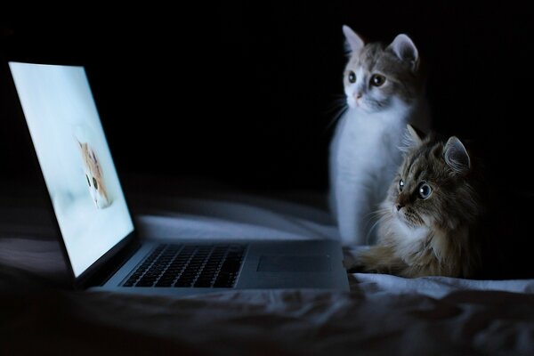 Les chatons regardent la photo des phoques