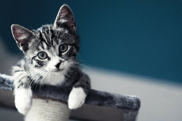 Chaton gris rayé sur la maison