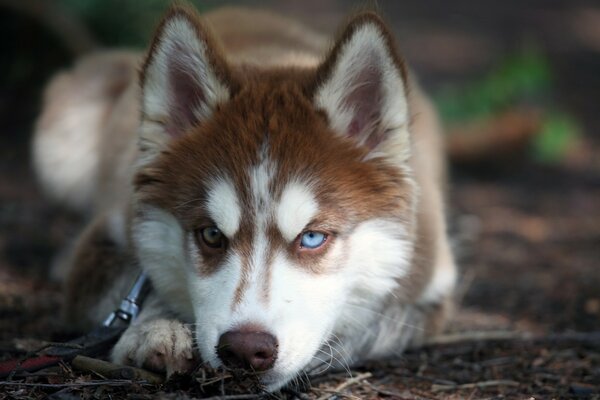 Portrait d un chien avec un regard perçant des yeux bleus