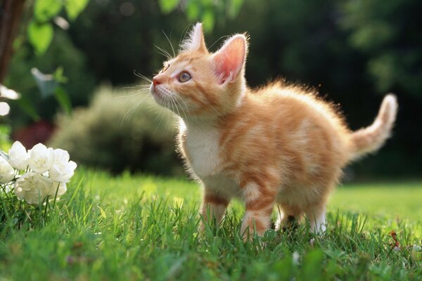 A little kitten walks on the grass