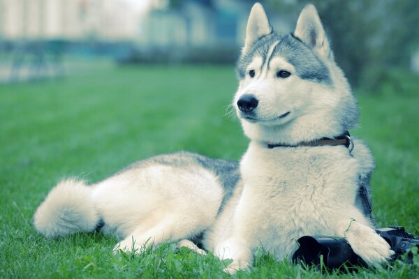 Adorabile razza di cane sulla scrivania