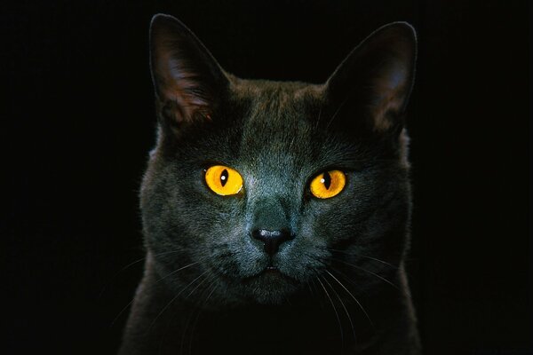 Beau chat noir avec des yeux jaunes