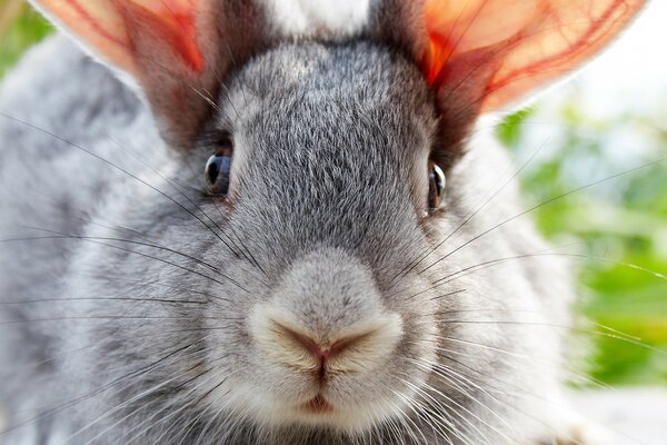 Retrato de um coelho cinzento com orelhas cor-de-rosa