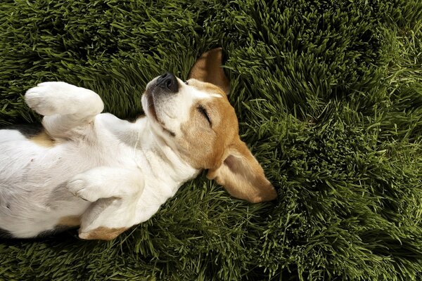 Cute corgi on the grass