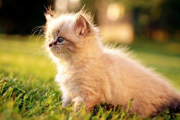 Gatito persa blanco al aire libre