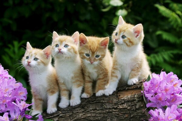 Lindos gatitos pelirrojos en un tronco