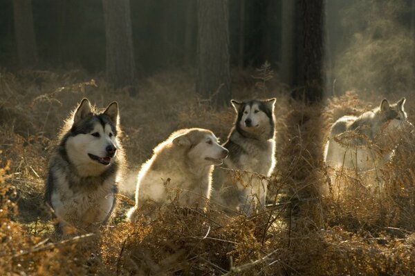 Cuatro lobos observan en el bosque