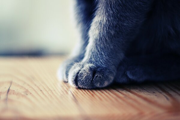 The cat s paws are on the wooden floor