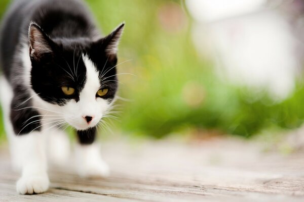 Blanco y negro joven gato vio a la víctima