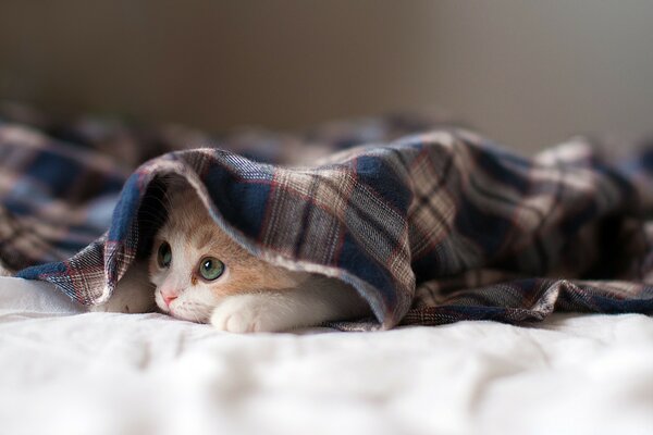 A kitten under a plaid plaid