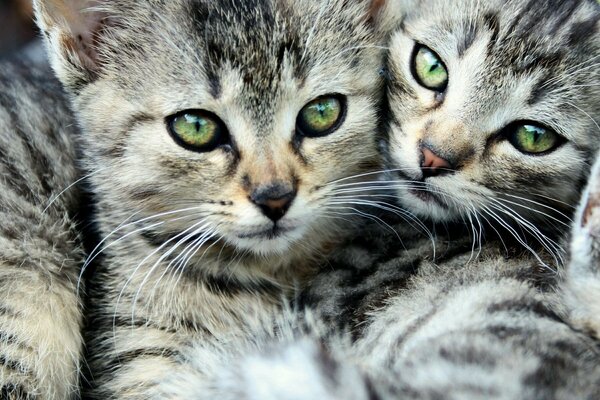 Deux chatons à rayures grises