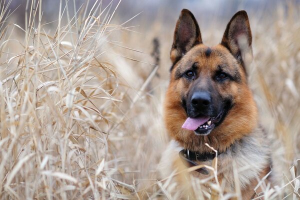 Tarlada dilini çıkartmış bir tasması olan bir köpek