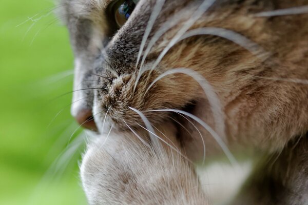 Les phoques se lavent sur l herbe sur le fond