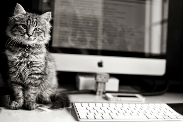 Gato fofo com coleira de perfume mesa de trabalho