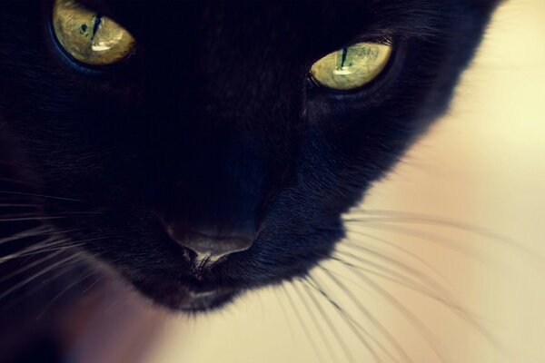 Gato negro con ojos verdes