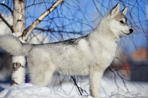 Красива пухнаста сіра собачка в снігу