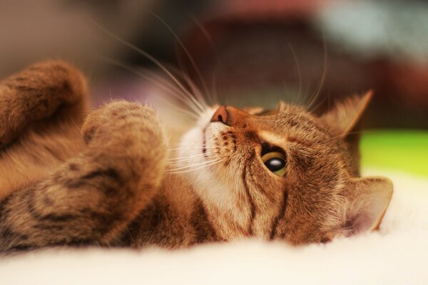 Cute red cat is lying on his back