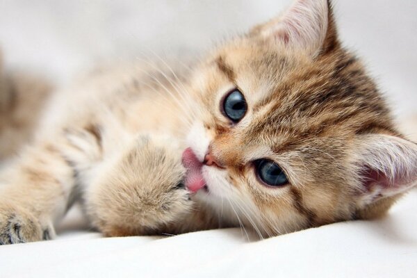 A beautiful kitten shows its tongue