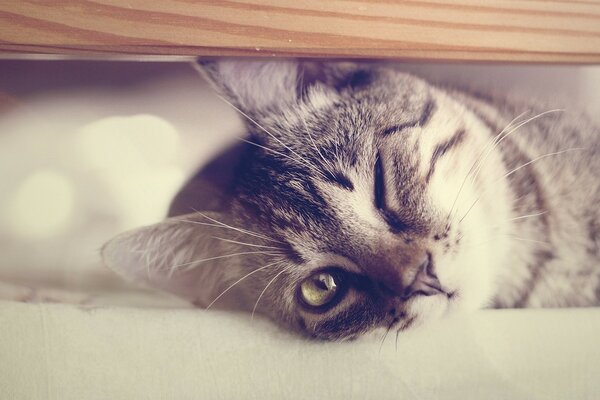 Die Katze liegt mit geschlossenem Auge